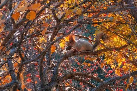 Cute red squirrel sitting on a branch with a nut in its mouth surrounded by g Stock Photos