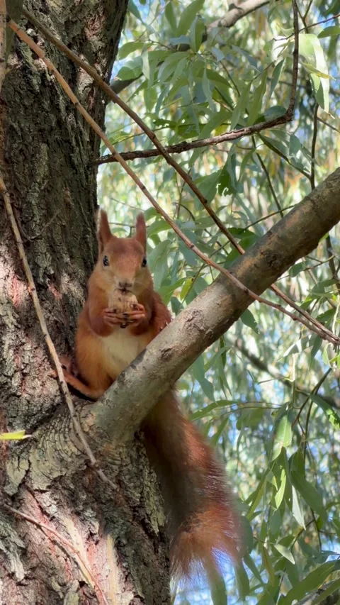 Cute red squirrel sitting on tree branch holding walnut in paws Vidéo 347317296