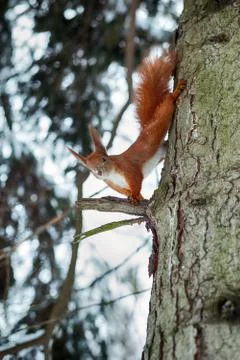 Cute red squirrel sitting on tree trunk in winter forest. Stock Photos