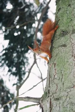 Cute red squirrel sitting on tree trunk in winter forest. Stock Photos