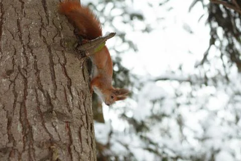 Cute red squirrel sitting on tree trunk in winter forest. Stock Photos