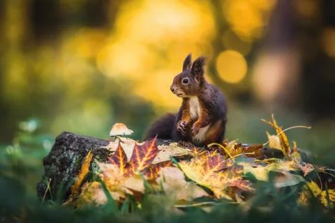Cute red squirrel sitting on a tree stump Stock Photos