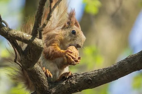Cute red squirrel sitting on the tree and holding a nut 스톡 사진