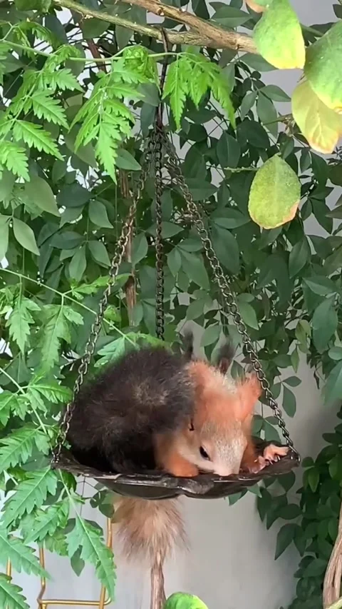 A cute red squirrel sleeping curled up in a hanging bird feeder Stock Footage 335491519