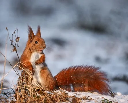 Cute red squirrel standing in a funny pose, full of energy and personality in Stock Photos