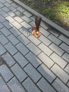 Cute Red Squirrel Standing on Paving Tiles and Looking Up Stock Photos