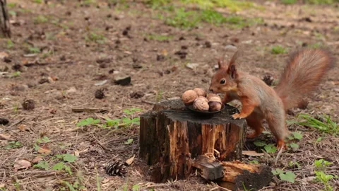 A cute red squirrel takes a nut from a small plate. Stock Footage 154783500