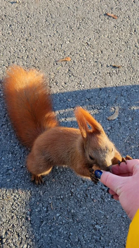 Cute red squirrel taking walnut from human hand and eating on asphalt. Stock Footage 345553164