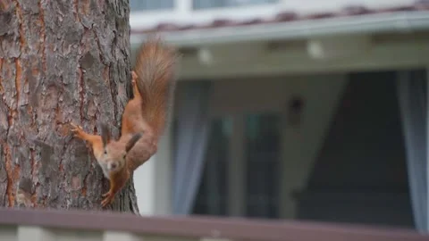 Cute Red Squirrel On a Tree Stock-Footage 146243388