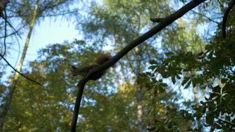 A cute red squirrel on a tree Stock Footage 172418575