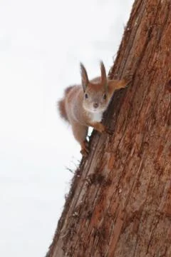 Cute red squirrel on the tree. Stock Photos