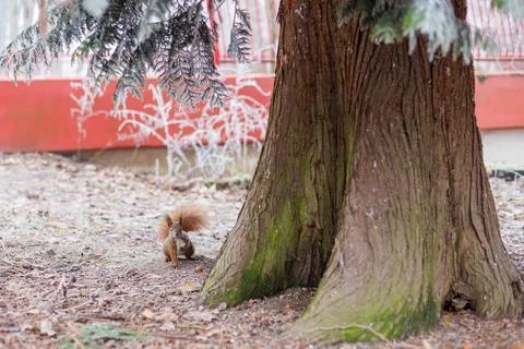 A cute red squirrel at the trunk of a large spruce looks into the camera le.. Stock Photos
