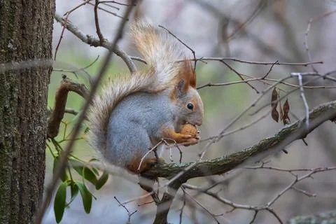 Cute red squirrel with walnut Stock Photos