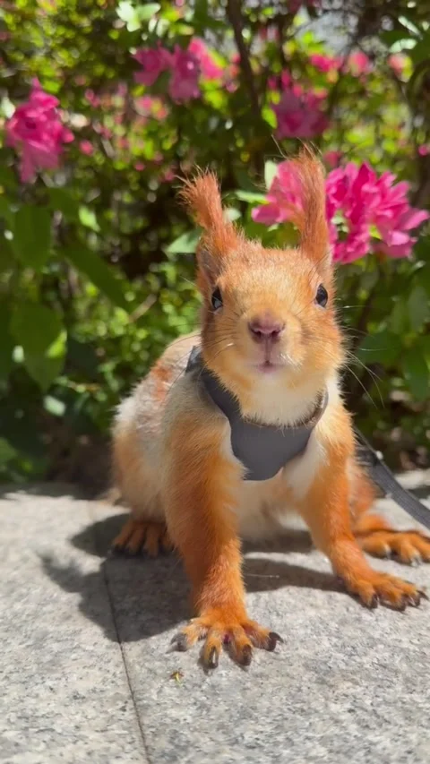 A cute red squirrel wearing a small harness walking outdoors in a park Stock Footage 335491340