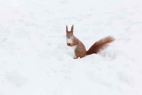 Cute red squirrel in the winter forest. Stock Photos