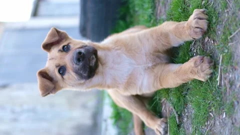 Cute red stray puppy close up Video stock 309667334