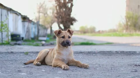 Cute red stray puppy close up Video stock 309667748