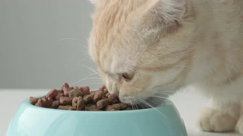 Cute red striped British Scottish fold cat eats dry food from blue bowl close up Video stock 194748092