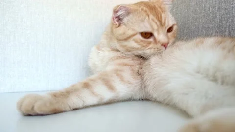Cute red striped cat breed Scottish fold lying on the white shelf and licks Stock Footage 160635793