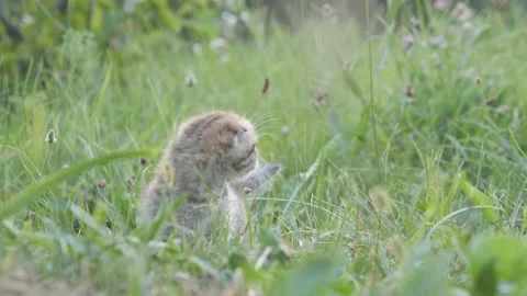 Cute red striped kitten of British breed playing in garden, cat in green grass Video stock 220678397