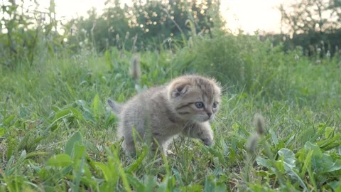 Cute red striped kitten British breed playing in garden, cat in green grass Video stock 226906152