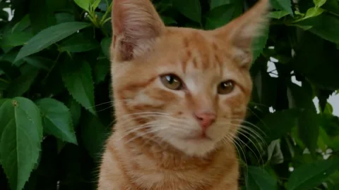 Cute red tabby cat on a background of green leaves Stock Footage 199655505