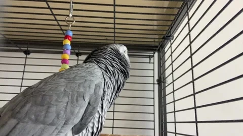 Cute red-tailed grey parrot moving inside the cage Stock Footage 301384338