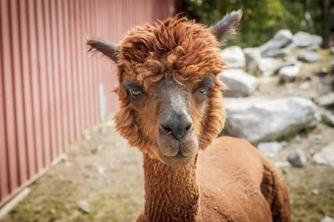 Cute reddish brown alpaca. Stock Photos