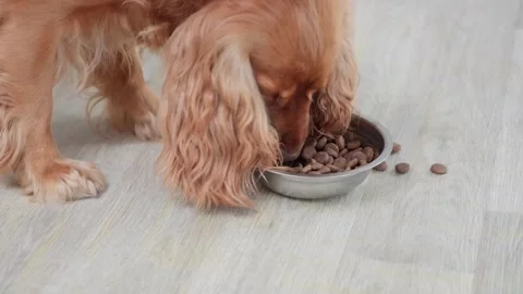 Cute reddish english cocker spaniel eating dry kibble from a metal bowl on the 스톡 동영상 337826795