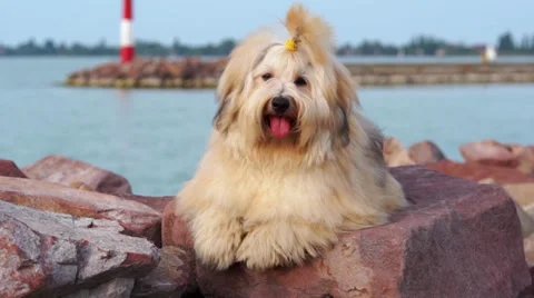 Cute reddish Havanese dog is lying on some harbor shore rocks Vidéo 32892836