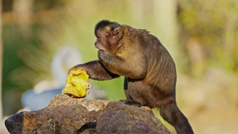 A cute redhead monkey sits on the tree, eats a fruit. Ecology, amazing wildlife Stock Footage 306762384