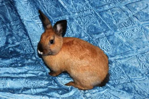 The cute redhead rabbit Stock-Fotos