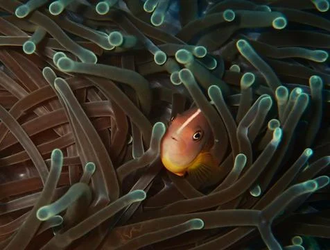 Cute reef fish hiding Stock Photos