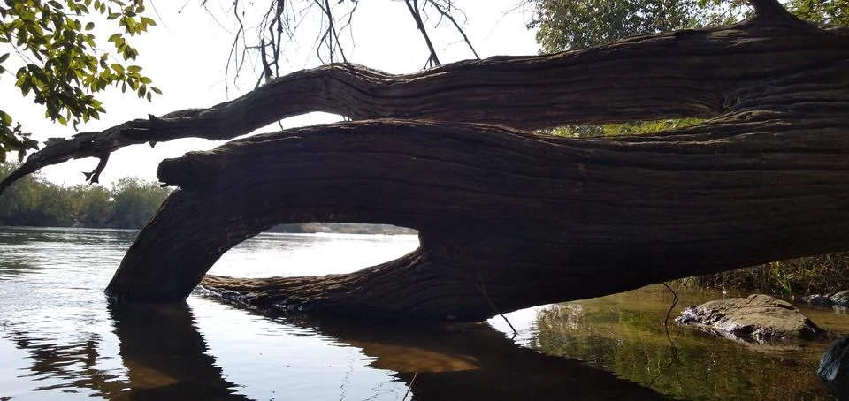 A Cute Reflection of a Tree Trunk on Water Stock Photos