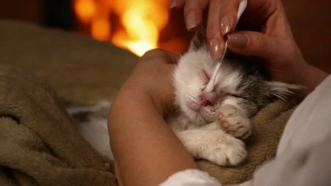 Cute rescue kitten has its face cleaned by new owner - closeup Stock Footage 86647612