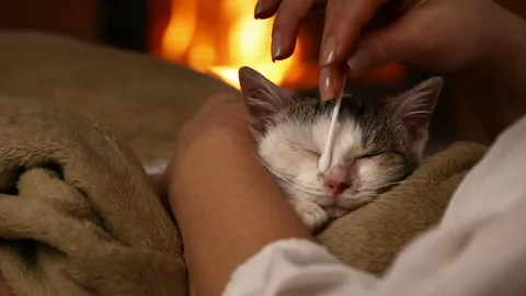 Cute rescue kitten having its wounds cleaned by new owner Stock Footage 86596625