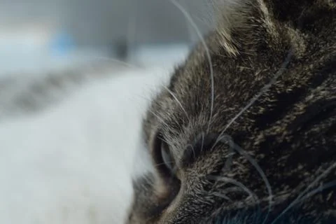 Cute resting cat Stock Photos