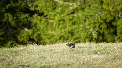 Cute ring ouzel Turdus torquatus blackbird common bird peacefully eating Stockbeeldmateriaal 333773907
