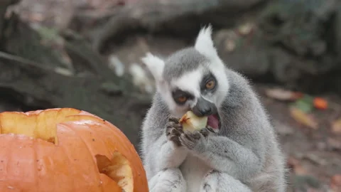 A cute ring-tailed lemur eats fruit from a pumpkin - close up. 4K locked tripod Stock Footage 142258647