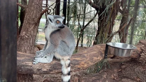 A cute Ring-Tailed Lemur sits and looks around. 4K. Stock Footage 232041716