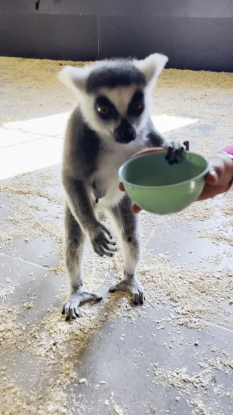 Cute ring-tailed lemur standing on its hind legs and drinking water. 스톡 동영상 346046156