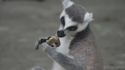 Cute ringtailed lemur Stock Footage 146605059