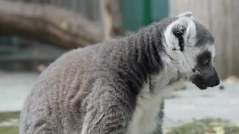 Cute ringtailed lemur Video stock 146605116