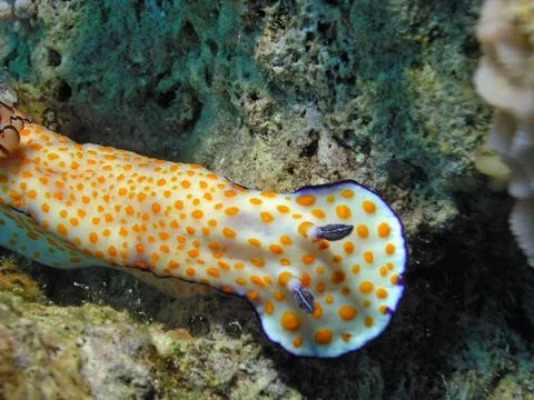 A Cute Risbecia (Risbecia pulchella) nudibranch in the Red Sea Photos