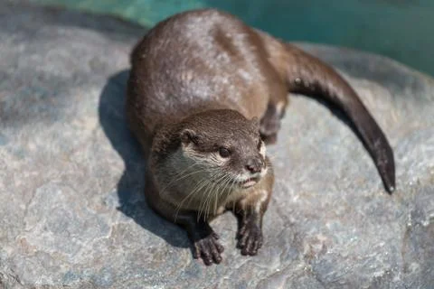 Cute River Otter Stock Photos