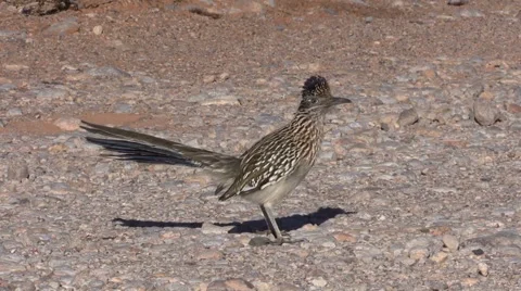 A cute roadrunner in the nevada desert Vídeos de archivo 58973558