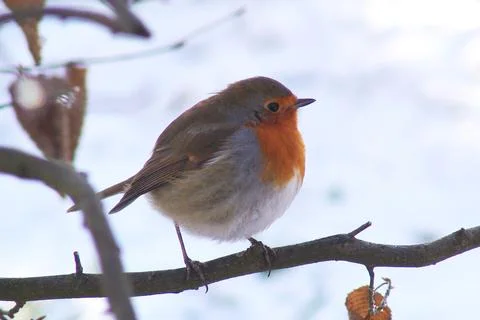 Cute Robin on a branch  Stock Photos