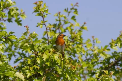 Cute Robin (Erithacus Rubecula) perched on Branch Foto stock