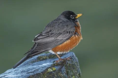 Cute robin is perched on a rock. Stock Photos