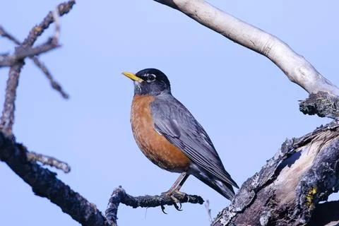 Cute robin perched on a twig in a tree. Stock Photos